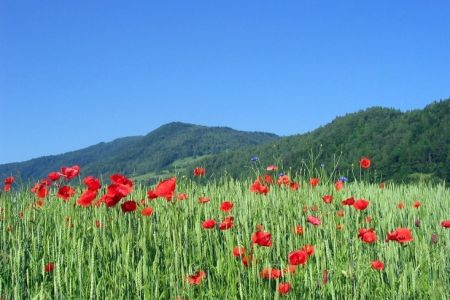 Długi weekend czerwcowy - Boże Ciało 2023 - Boże Ciało w Górach 4 dni ze śniadaniem