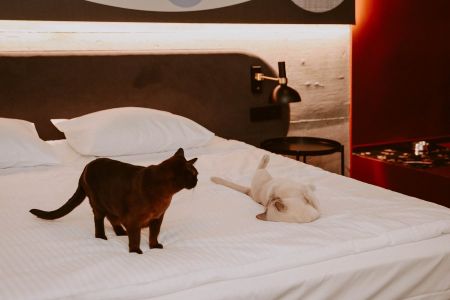 Pakiety, weekendy SPA - Z pupilem w Forest Hotel